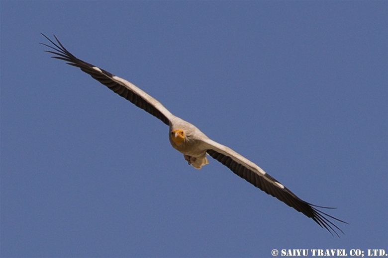 エジプトハゲワシ Egyptian Vulture（バロチスタン）